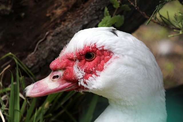 这支球队不 这支球队不