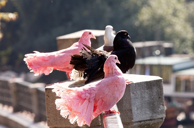 中未能获胜 中未能获胜
